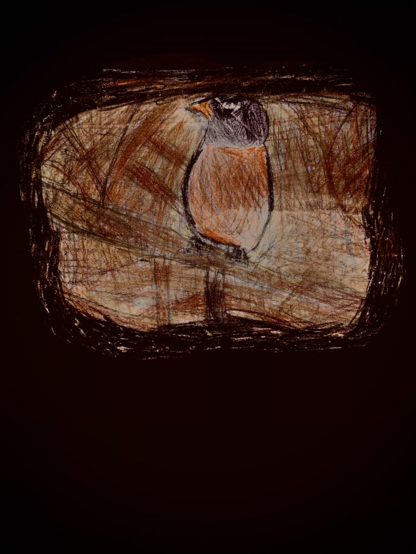 American Robin Vignette-Updated!