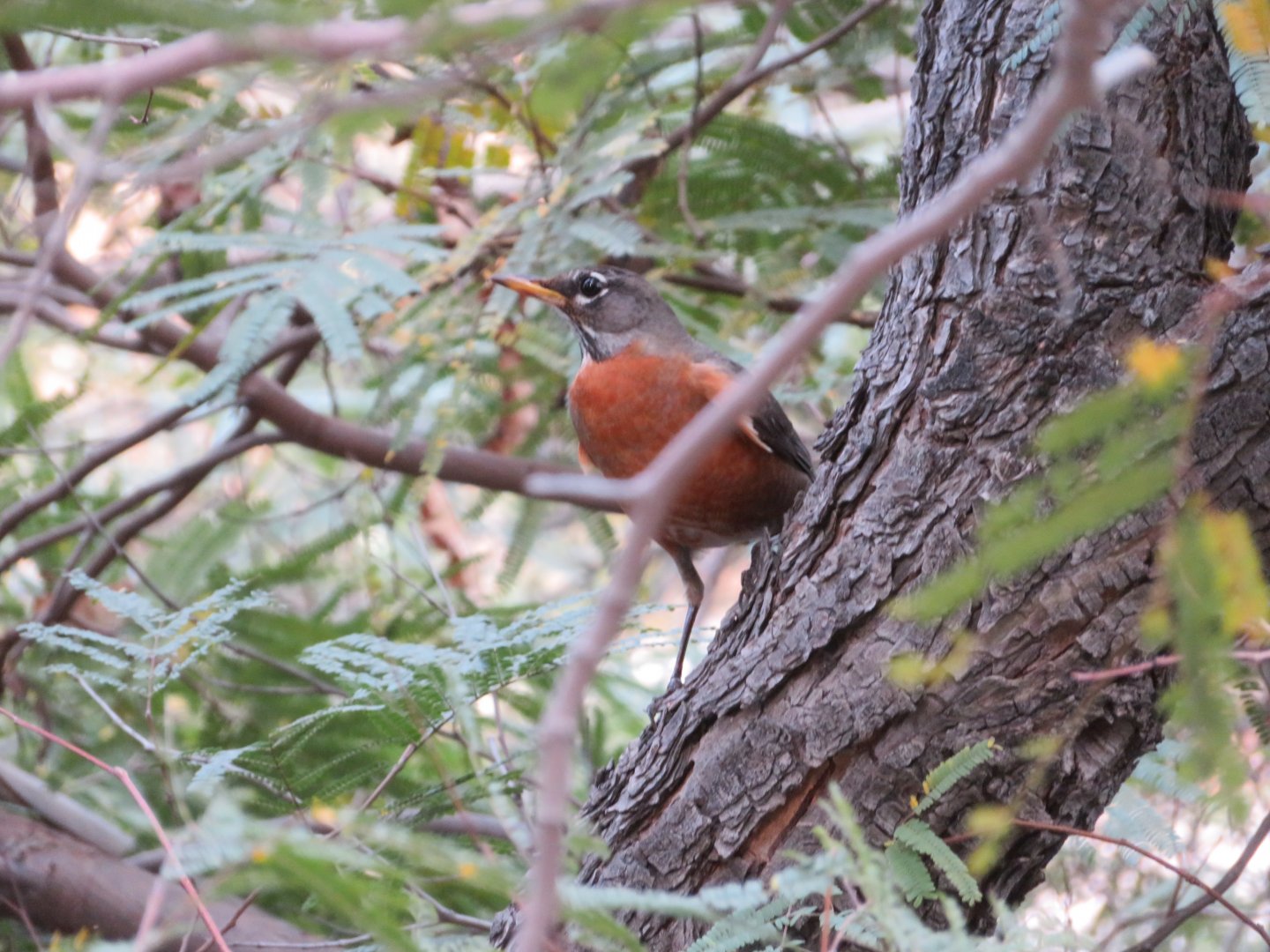 American Robin (Wild)