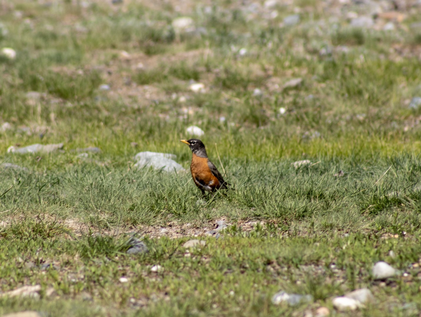 American Robin - Yukon