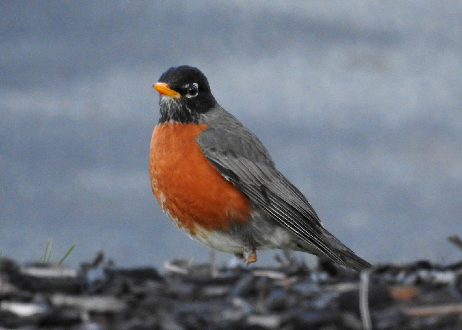 American Robin