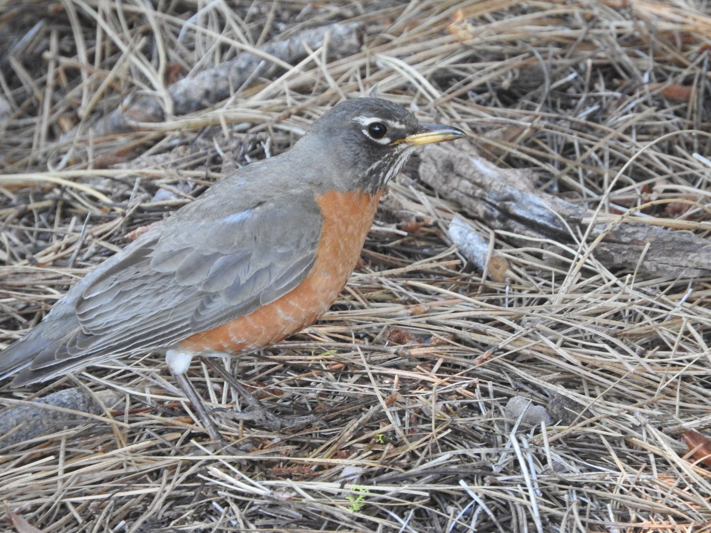 American Robin