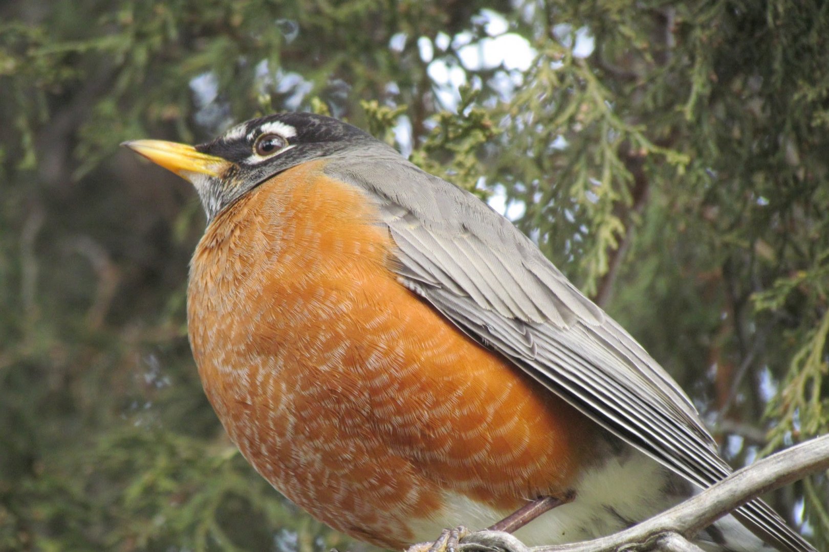 American Robin