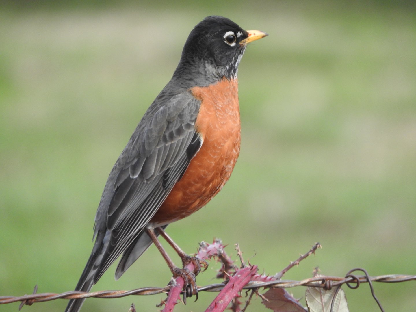 American Robin