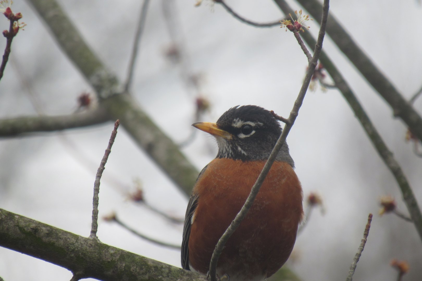 American robin