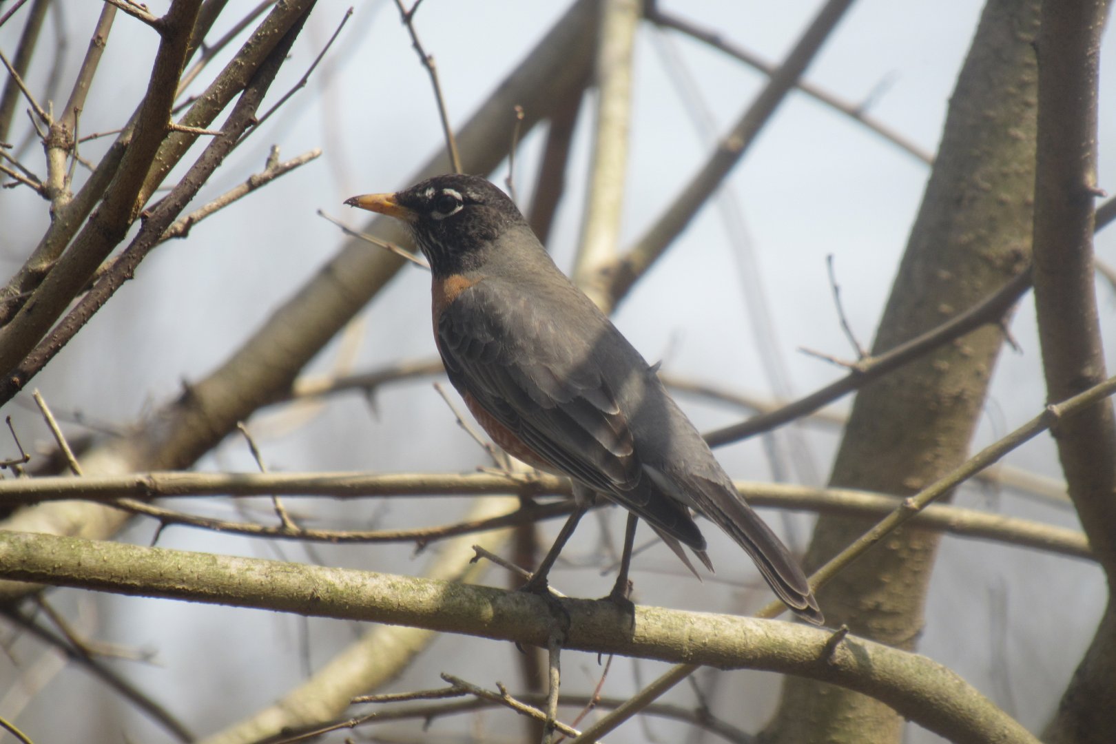 American robin