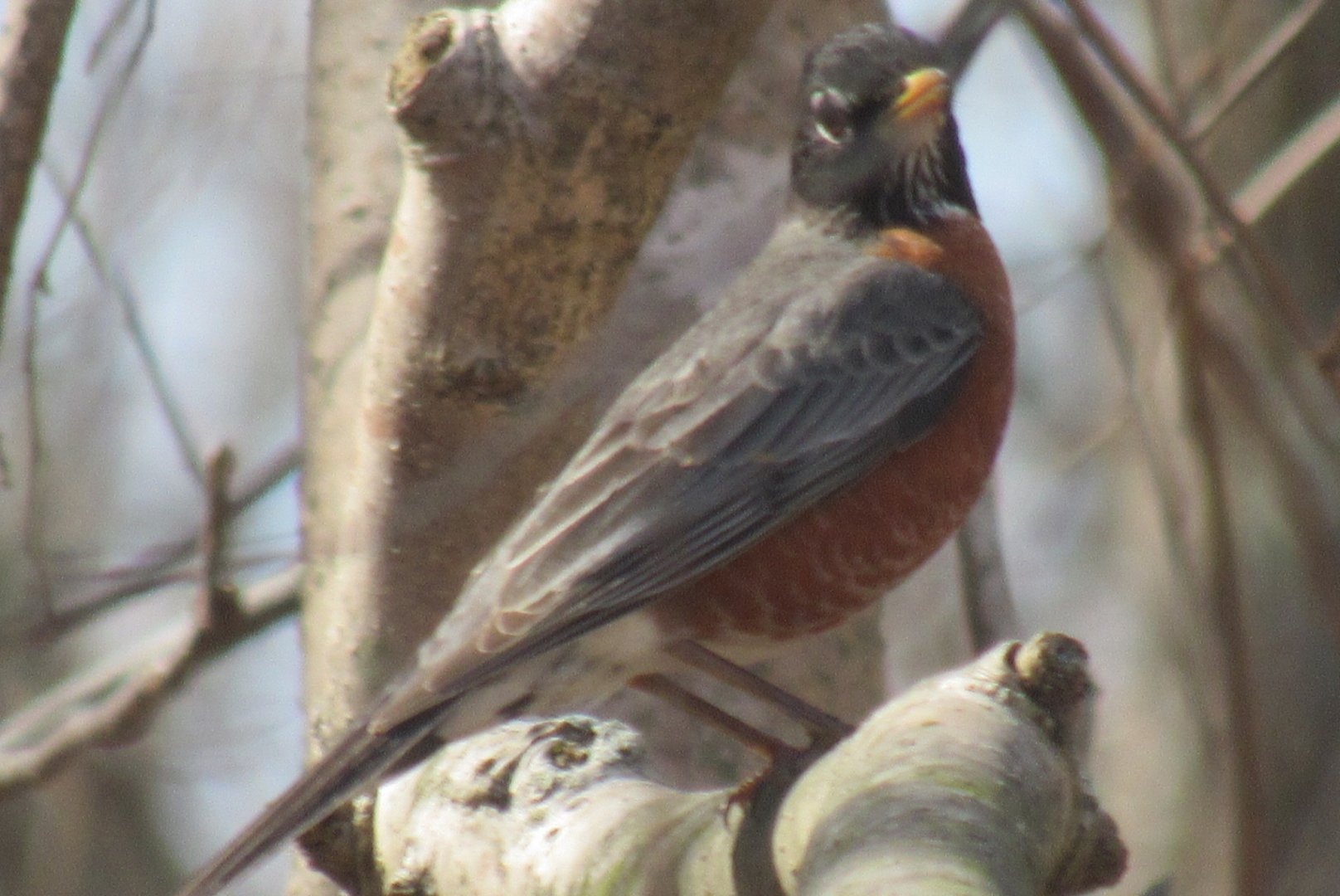 American robin