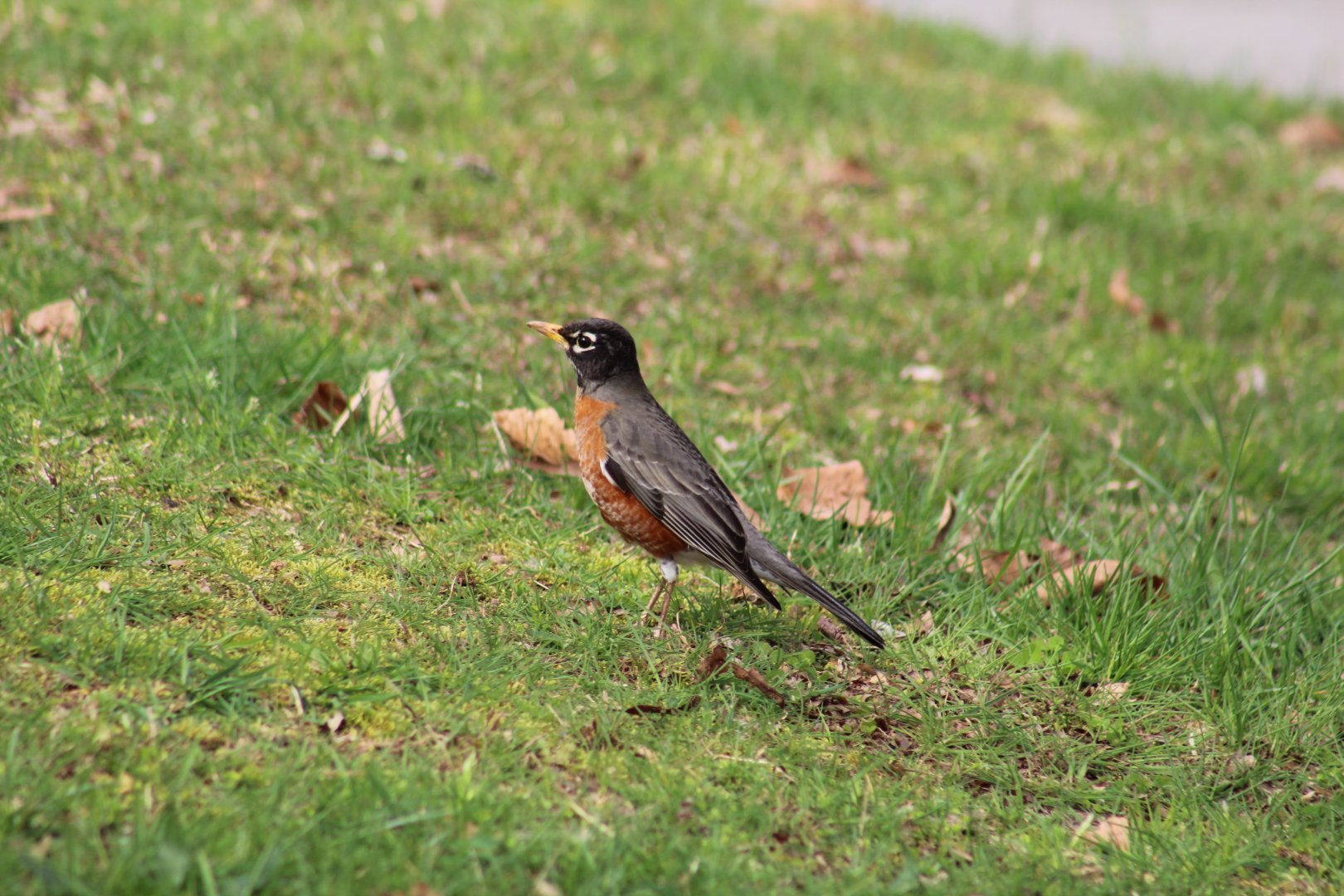 American Robin