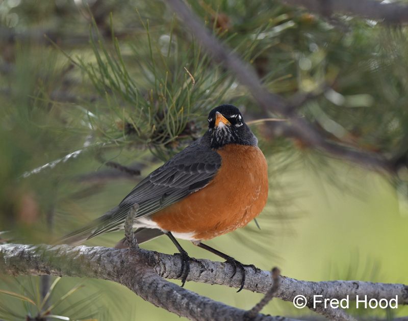 american robin