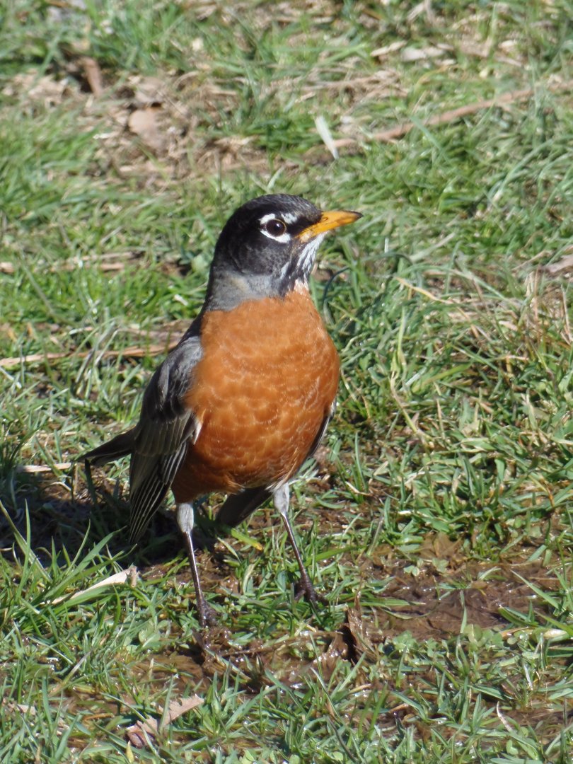 American Robin