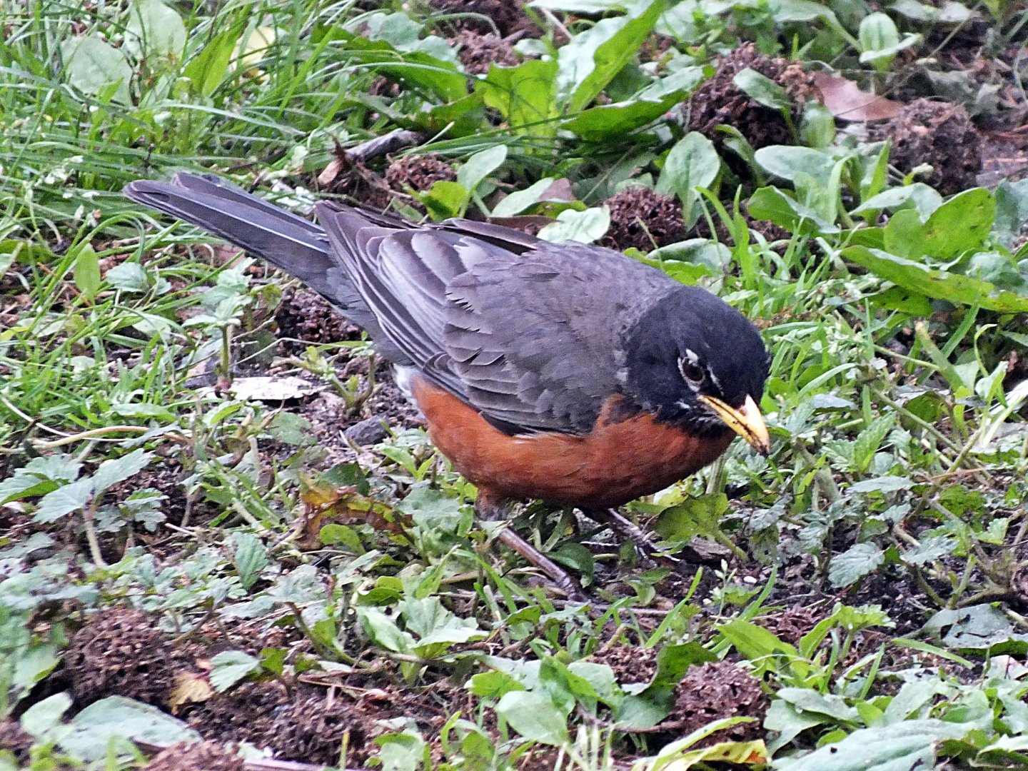 American robin