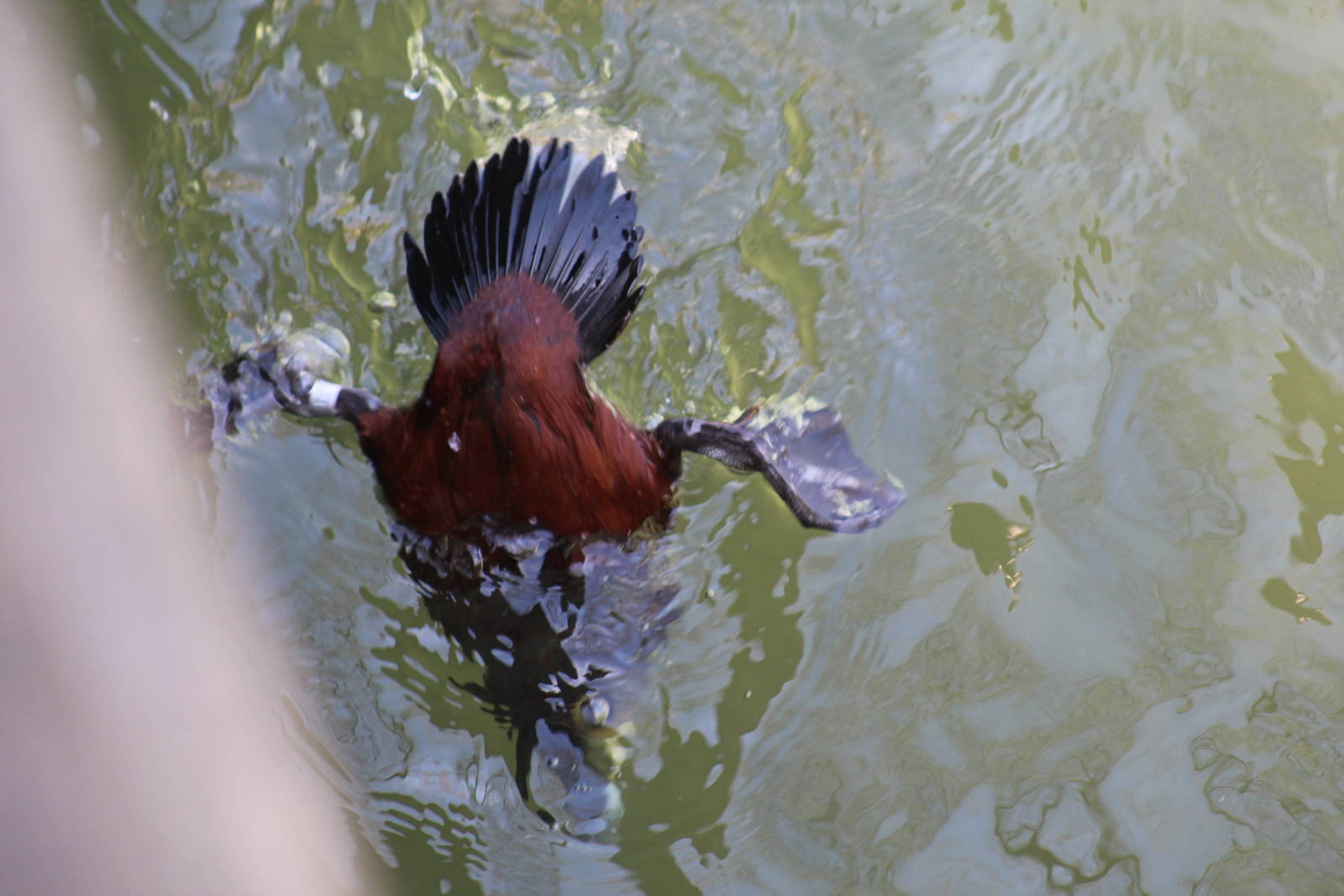 American Ruddy Duck Diving