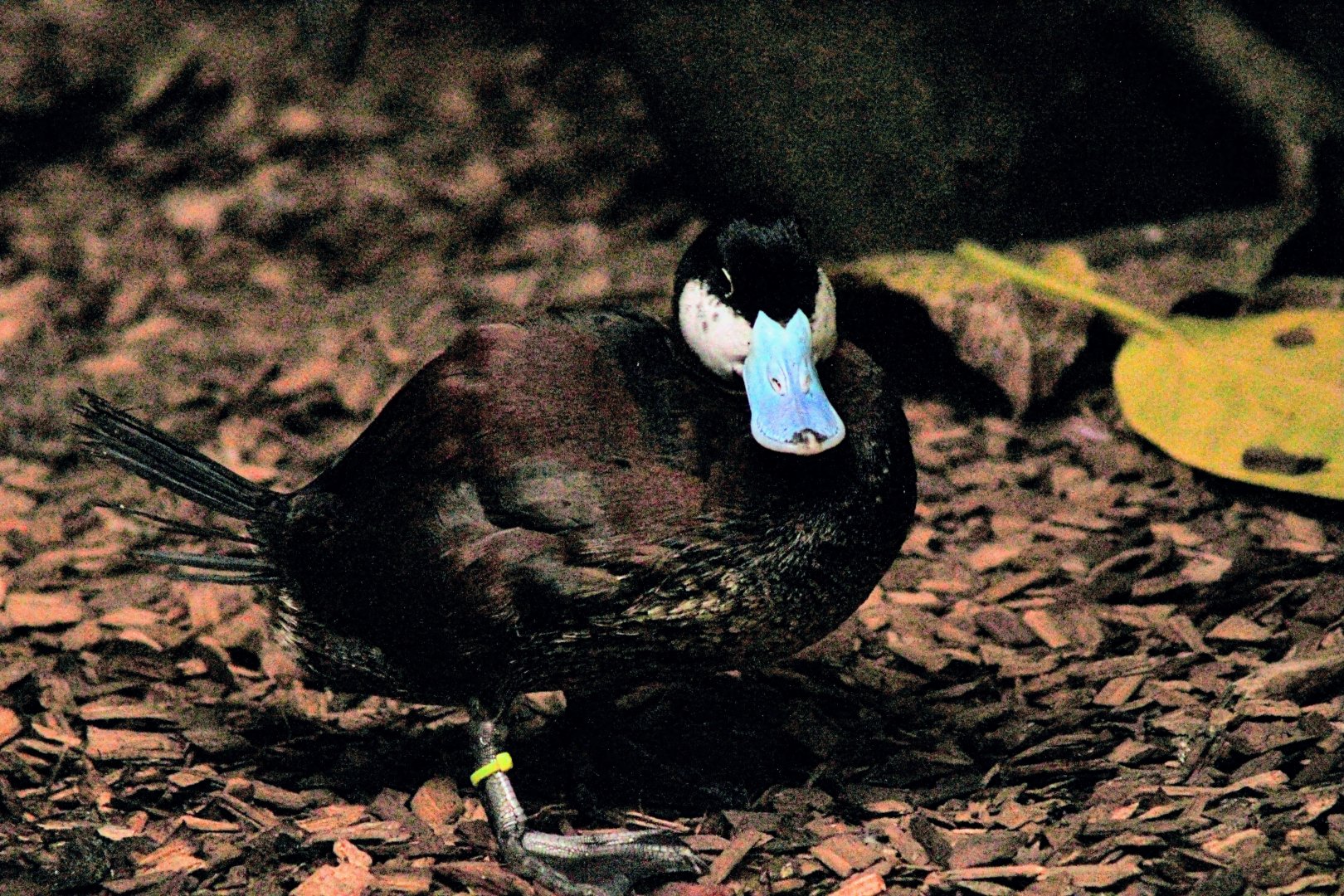 (American) Ruddy Duck [May 25, 2022]