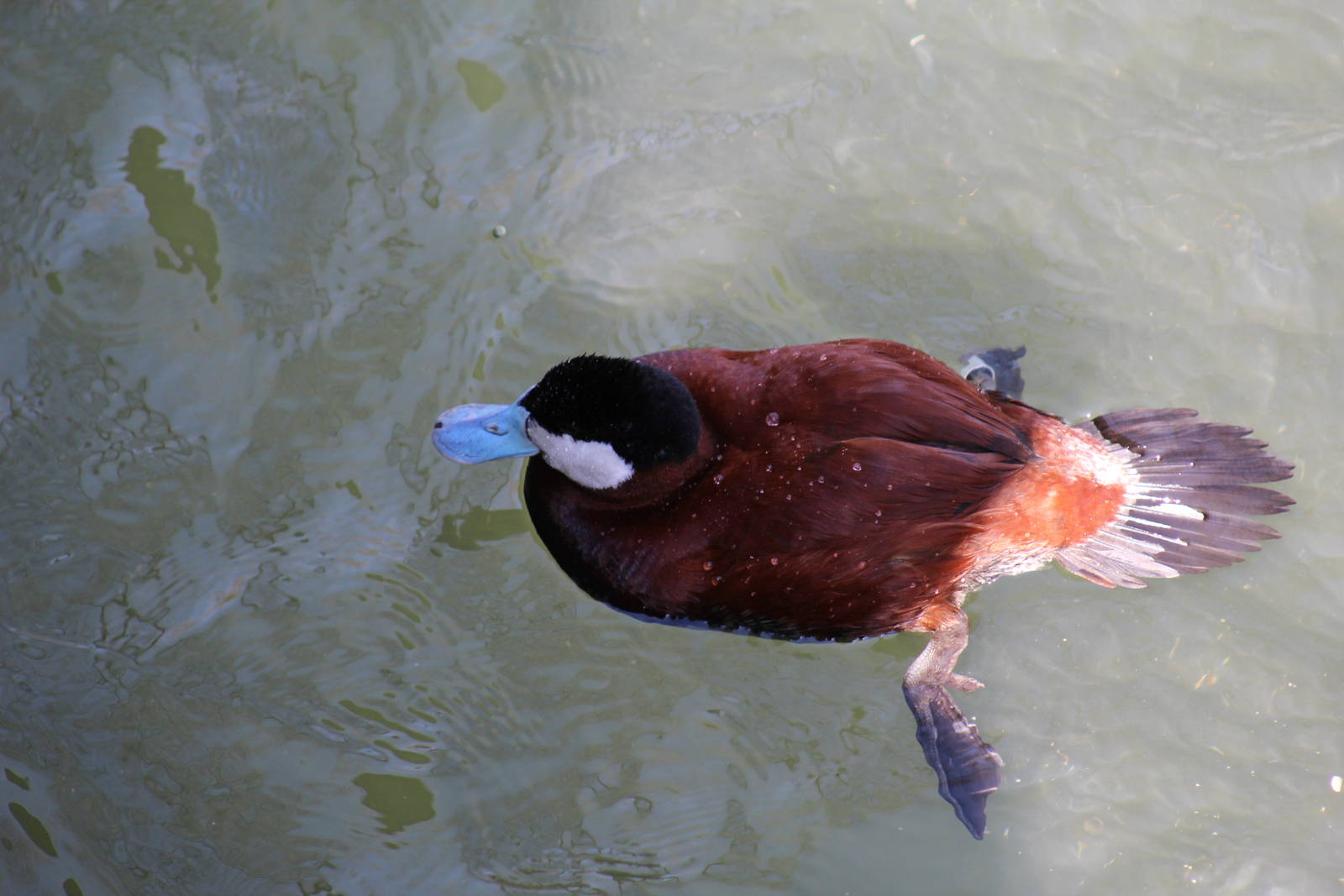 American Ruddy Duck
