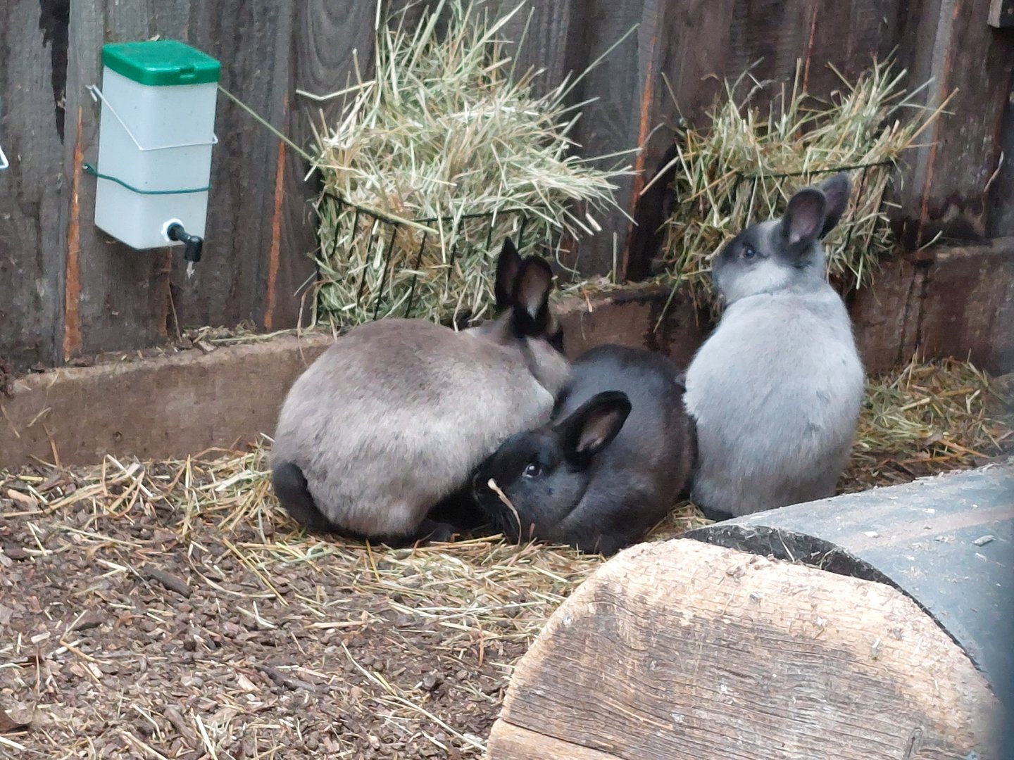American Sable rabbits (Stadtpark Emsdetten)