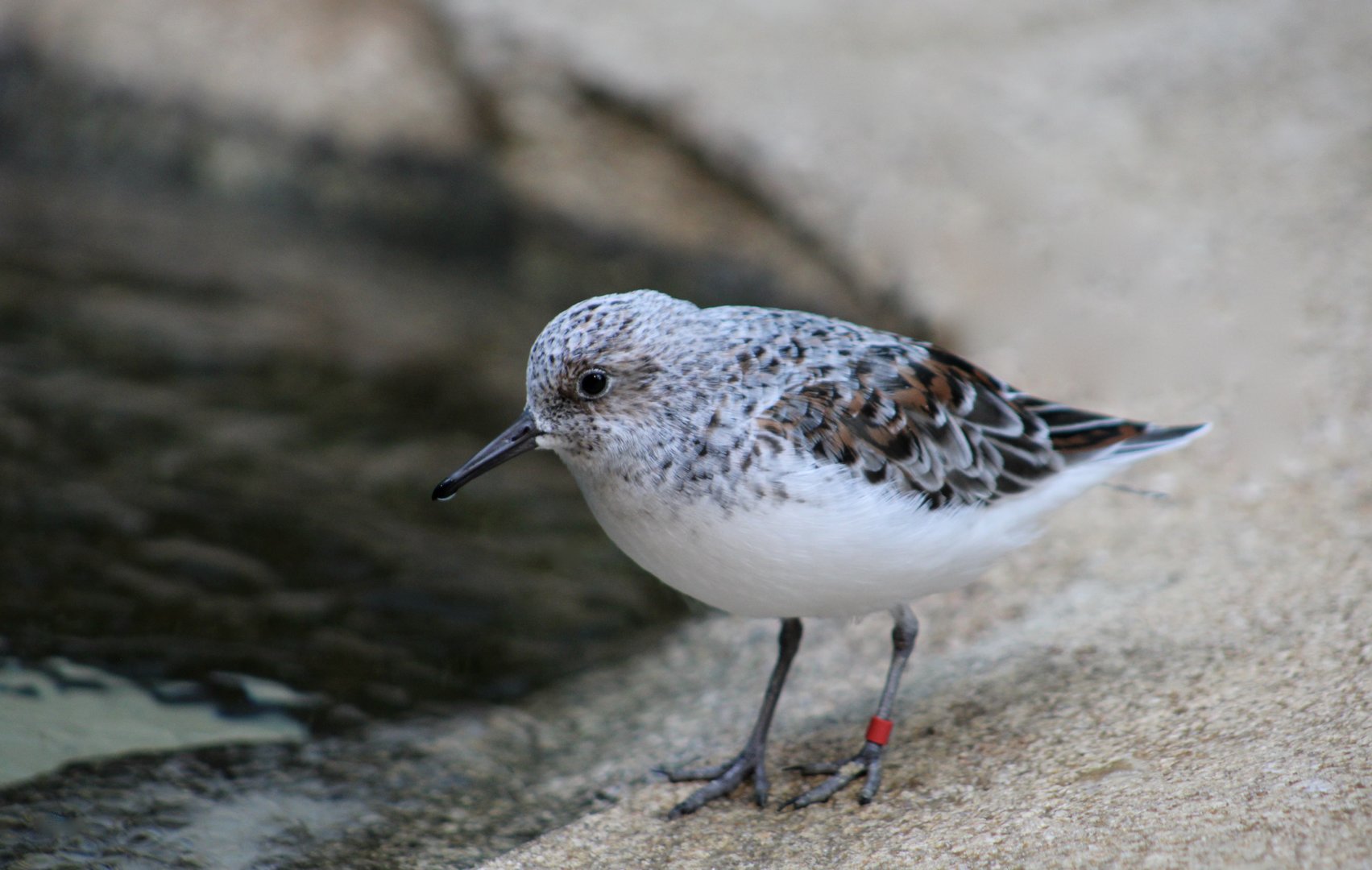 American Sanderling (Calidris alba rubida)