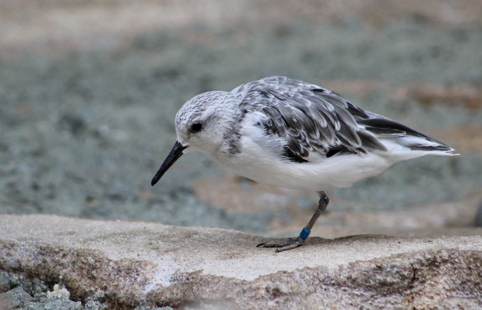 American Sanderling (Calidris alba rubida)