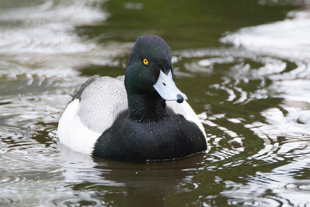 American scaup (Aythya marila)