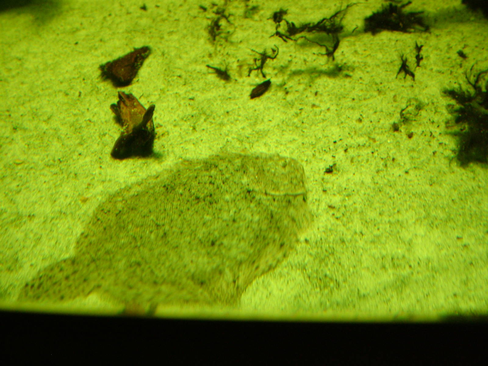 American Sole at Berlin Zoo Aquarium, 31/08/11