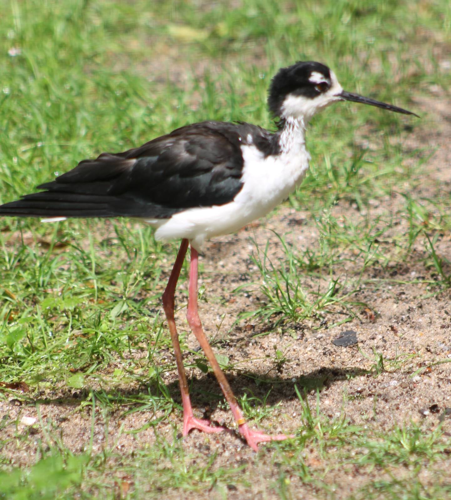 American stilt