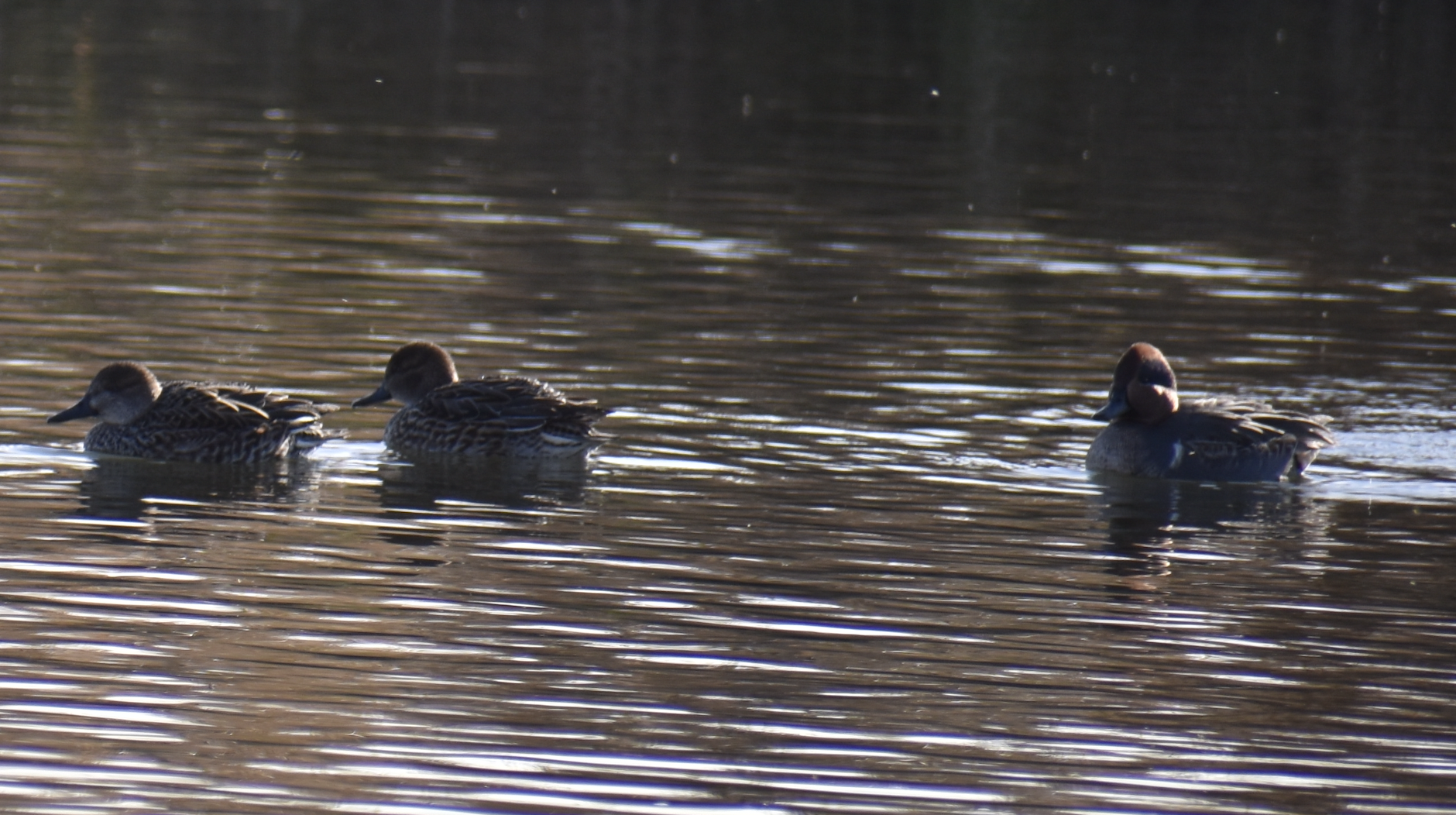 American Teal and Eurasian Teal ~ Futakotamagawa