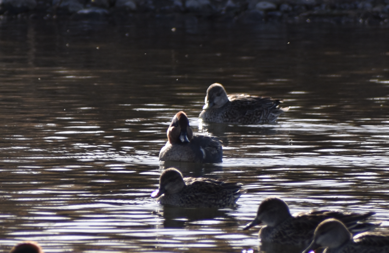 American Teal and Eurasian Teal ~ Futakotamagawa