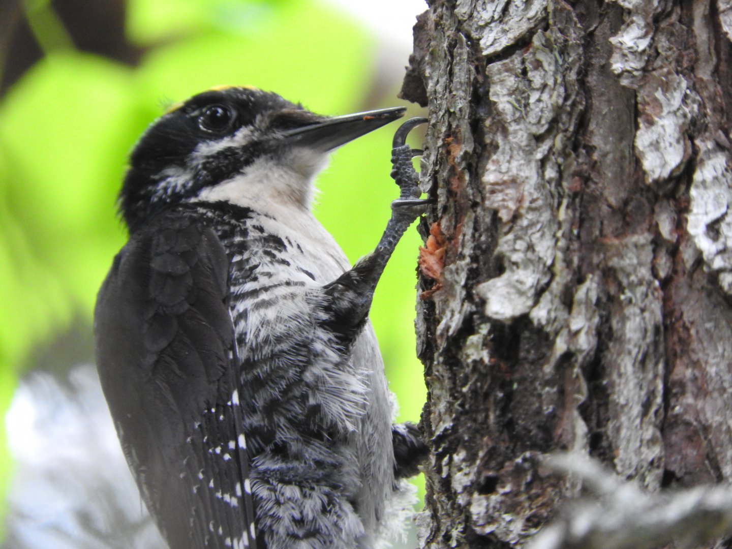 American Three-toed Woodpecker