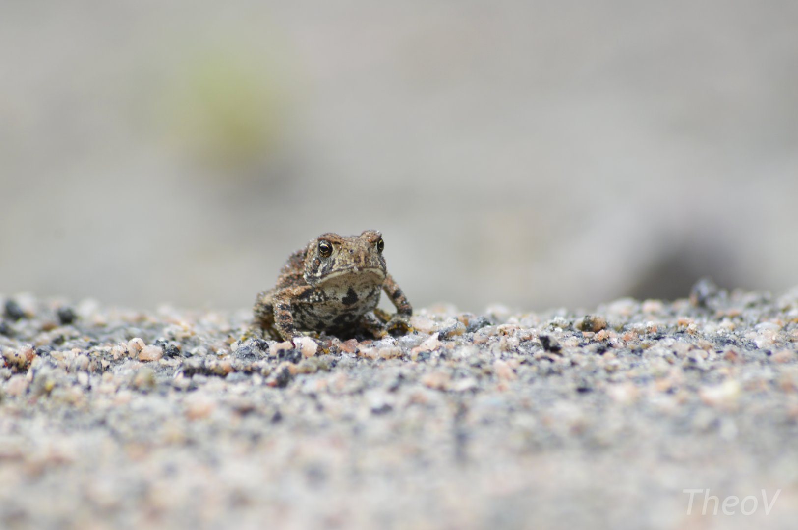 American toad [2018]