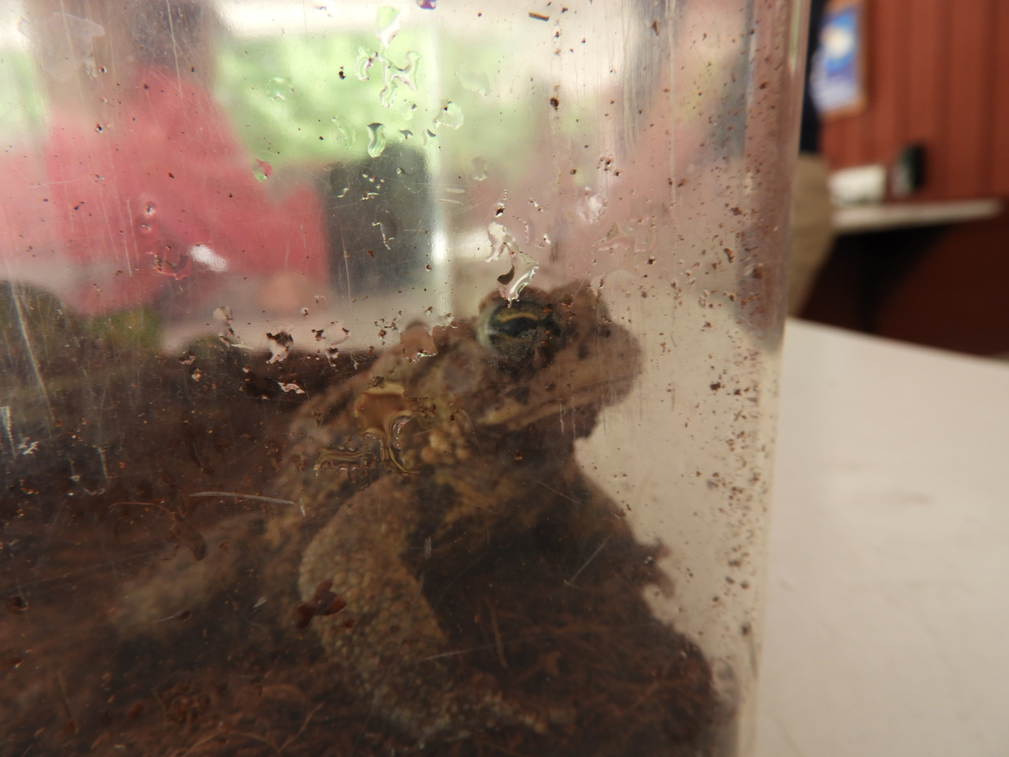 American Toad (Anaxyrus americanus)