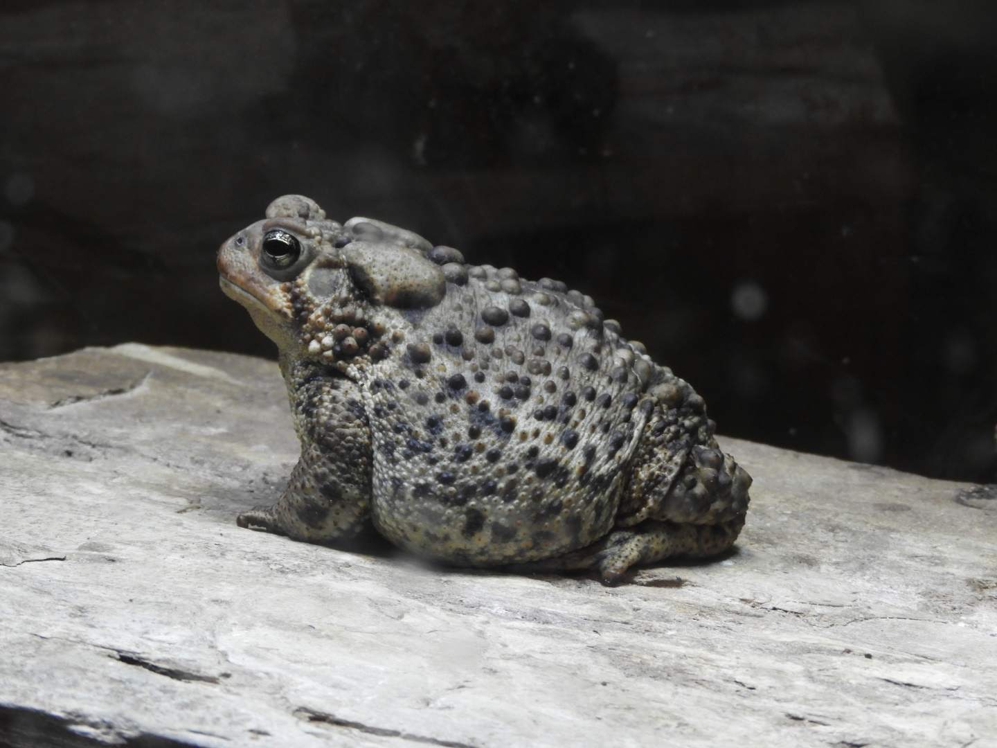 American Toad (Anaxyrus americanus)