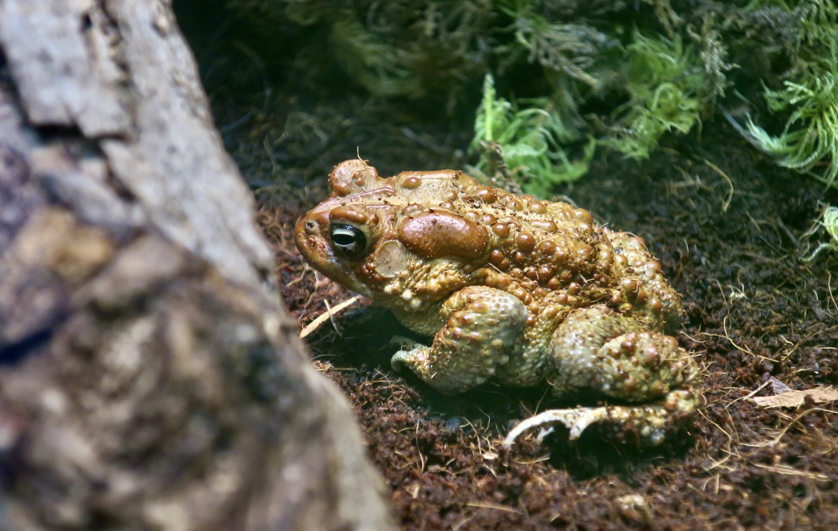 American Toad (Anaxyrus americanus)