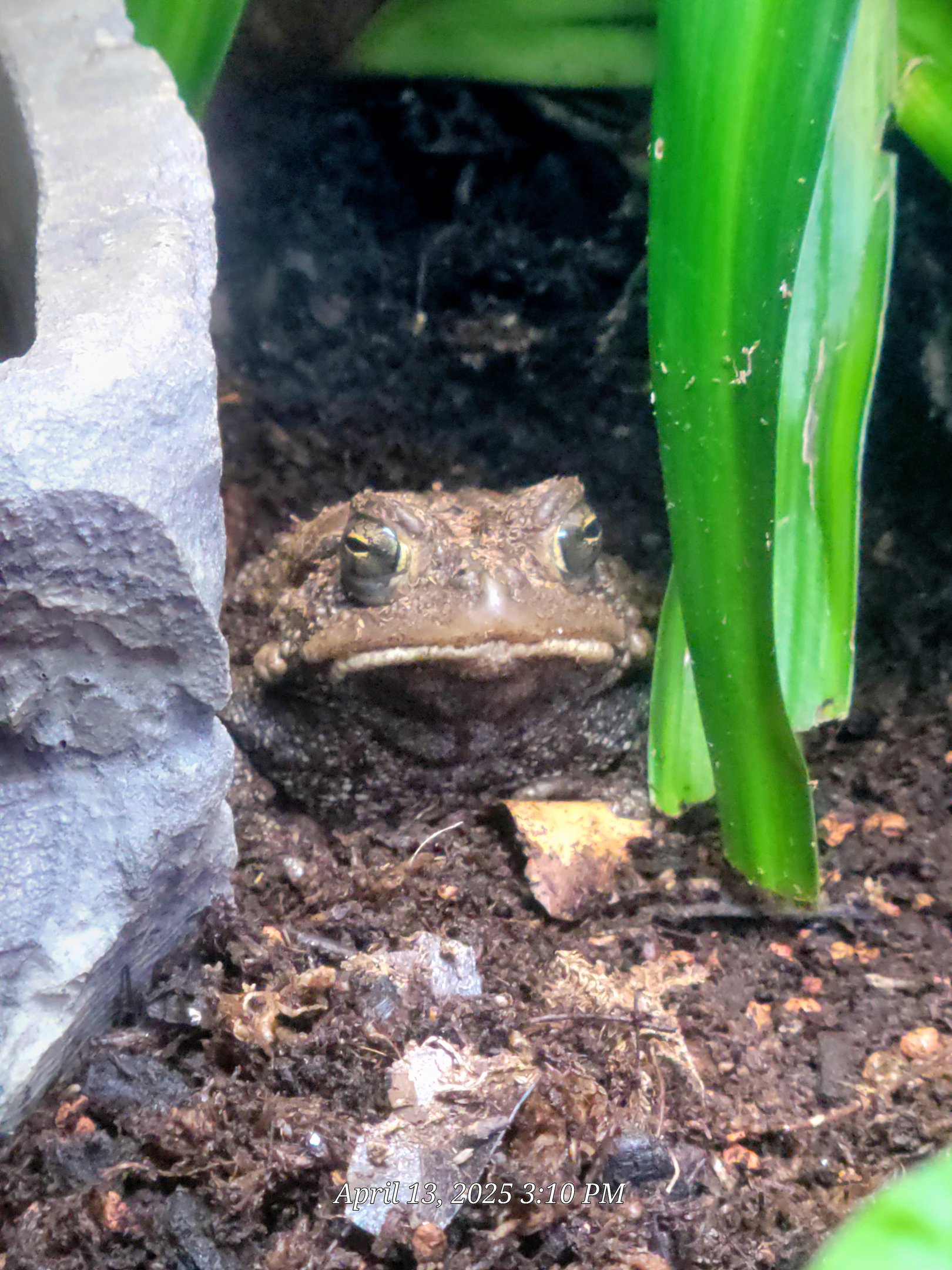 American Toad-April 2025