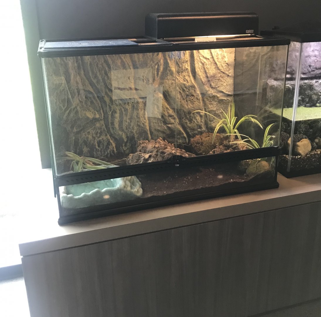 American Toad Terrarium