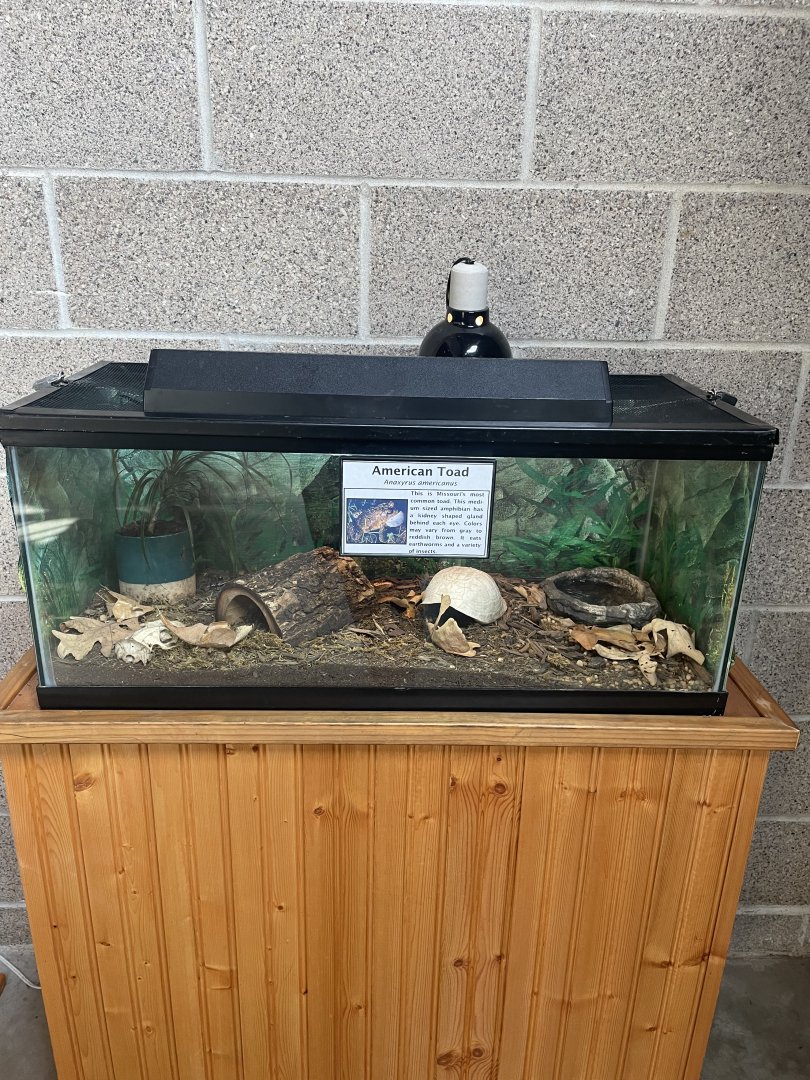 American Toad Terrarium