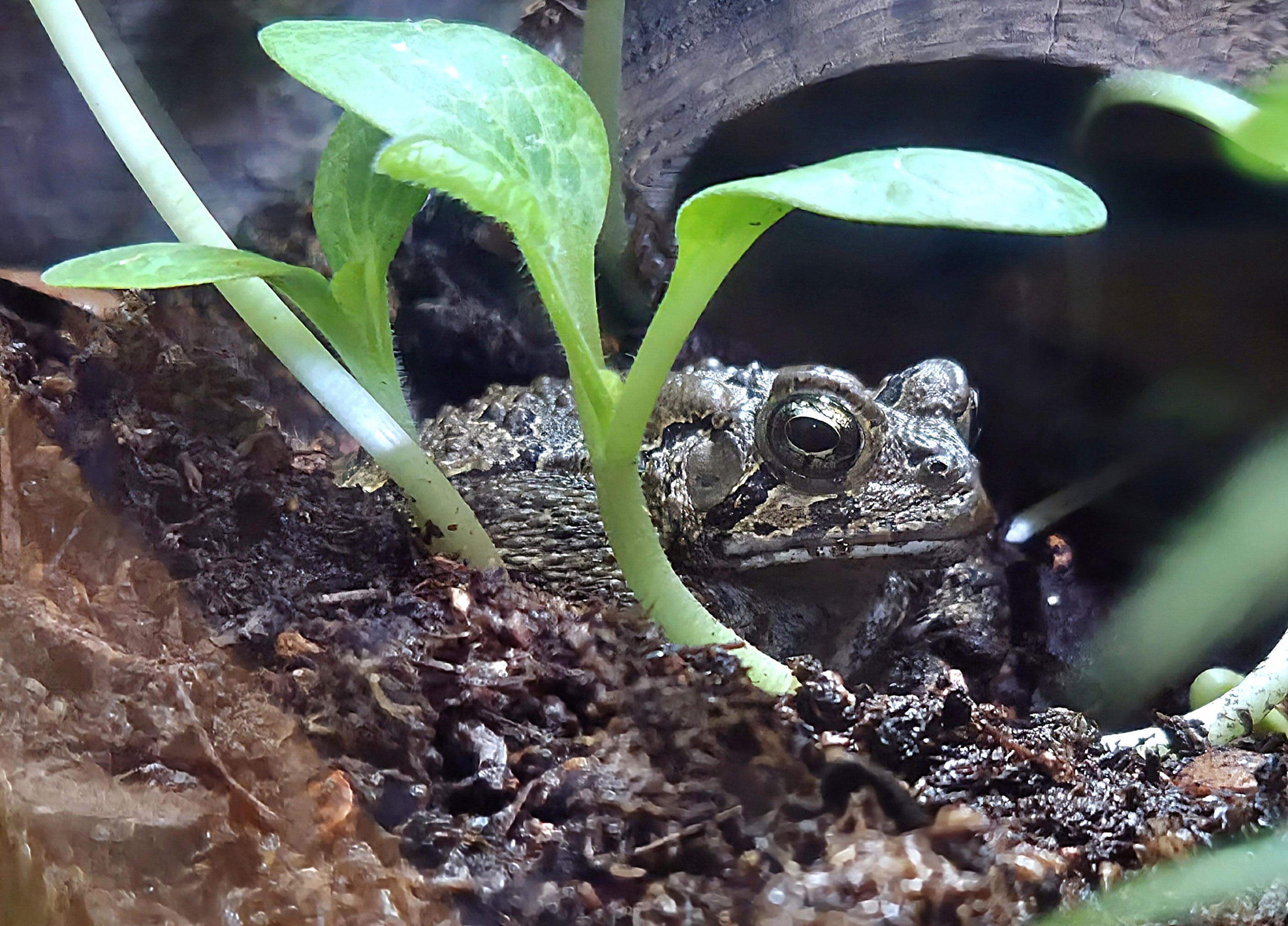 American Toad - Western North Carolina Nature Center