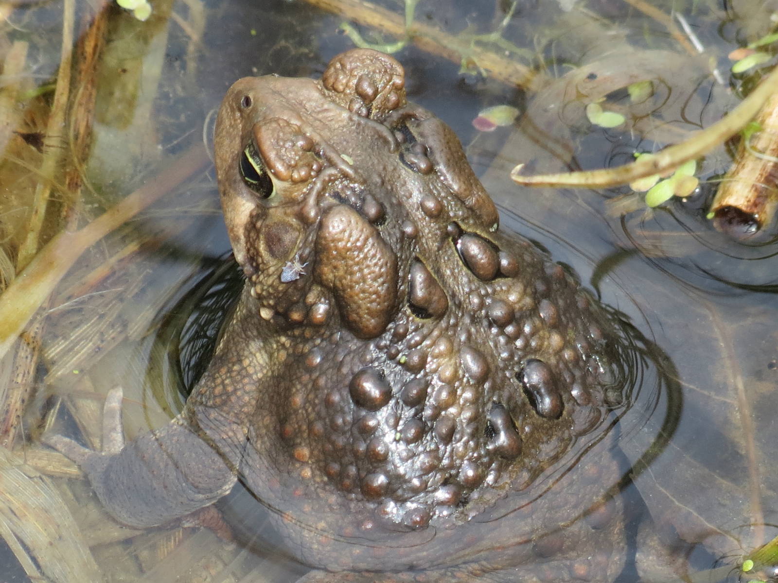American Toad (wild)