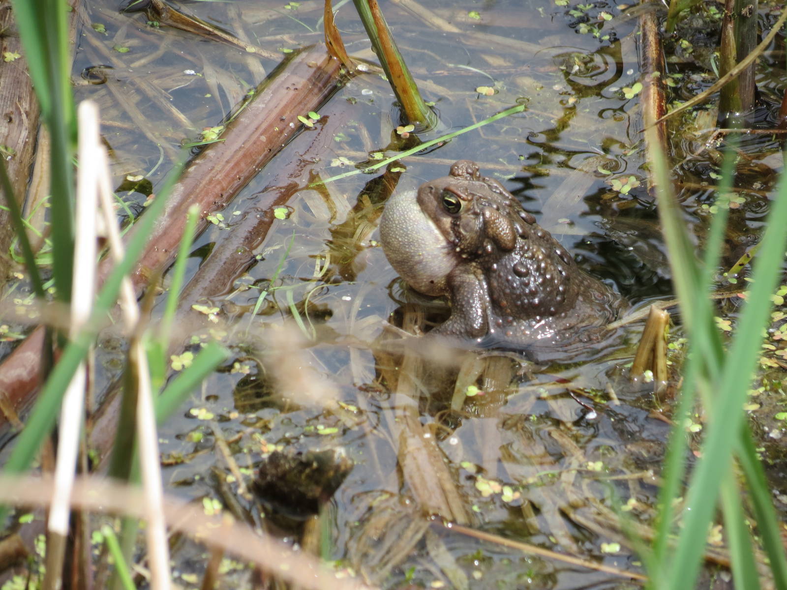 American Toad (wild)