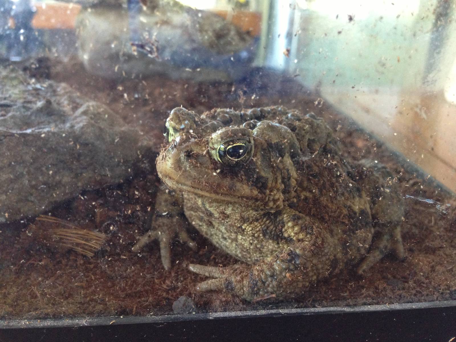 American Toad