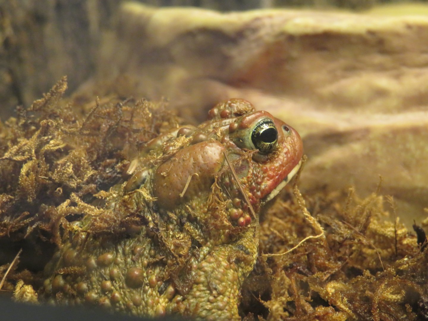 American toad