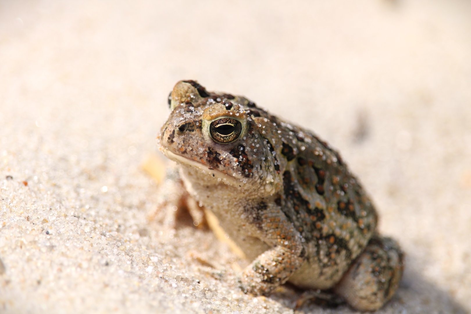 American Toad