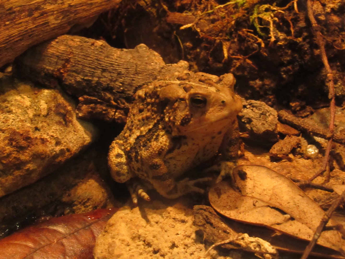 American Toad
