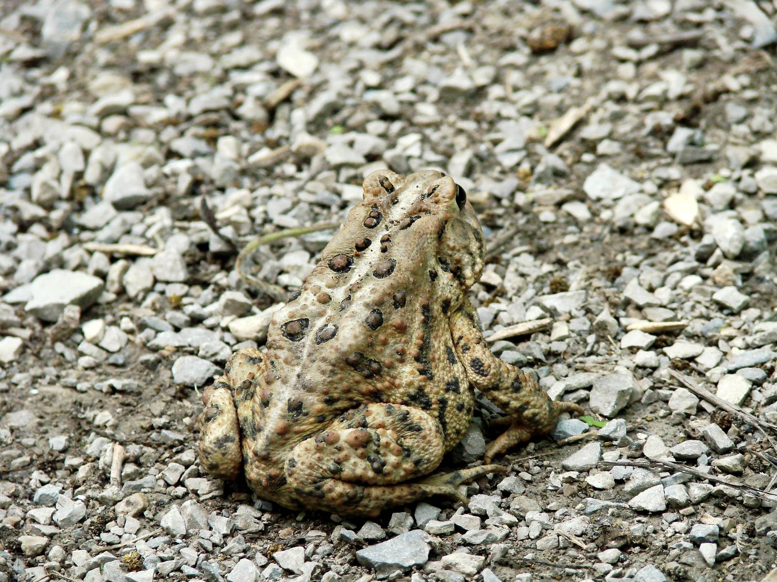 American Toad