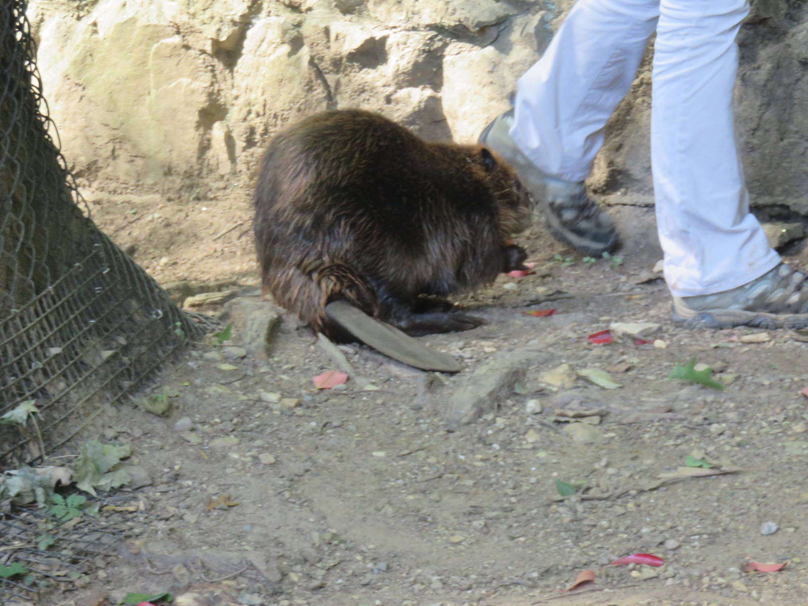 American Trail - American Beaver