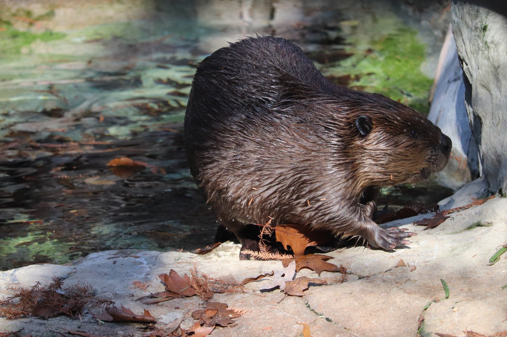 American Trail - American Beaver