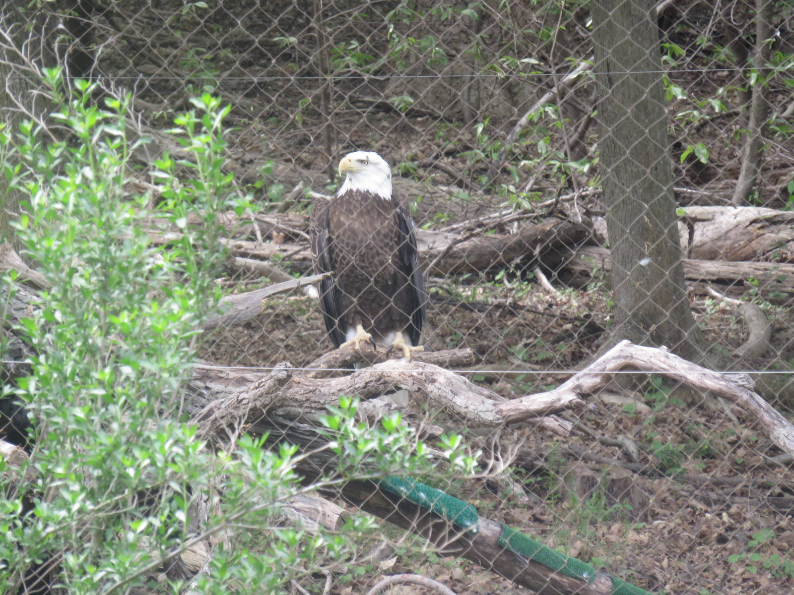 American Trail - Bald Eagle