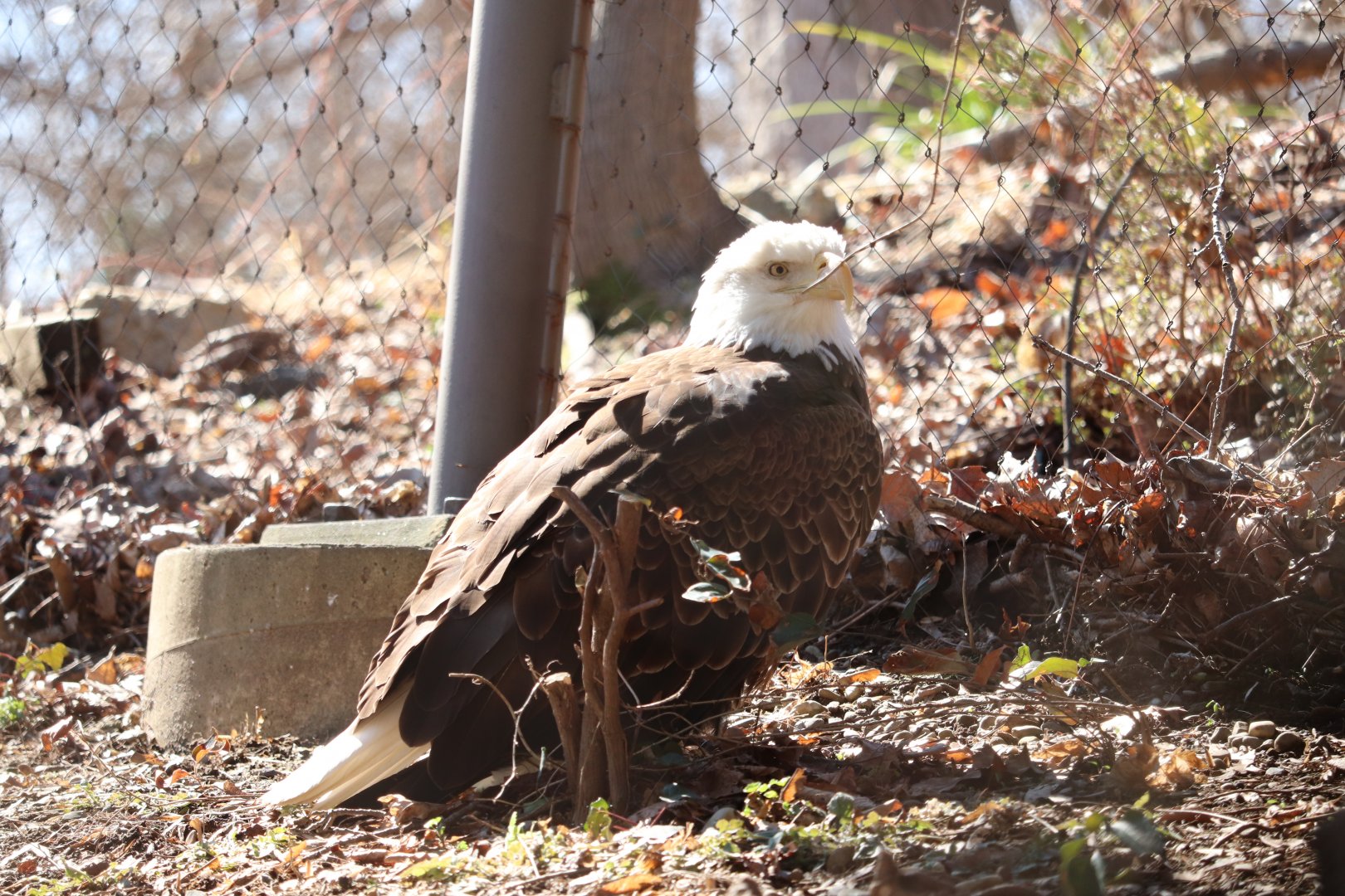 American Trail - Bald Eagle