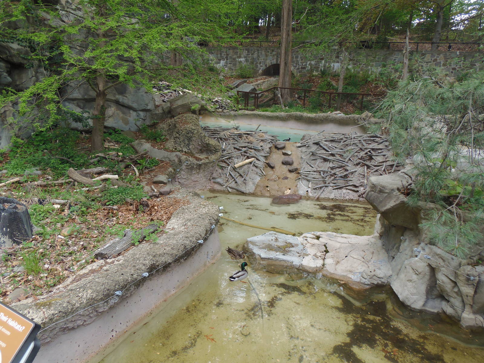American Trail- Beaver/Merganser Exhibit