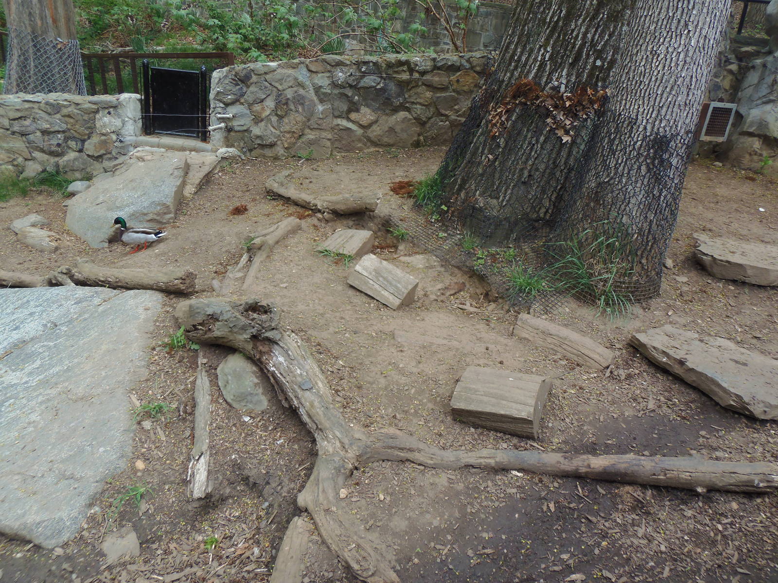 American Trail- Beaver/Merganser Exhibit
