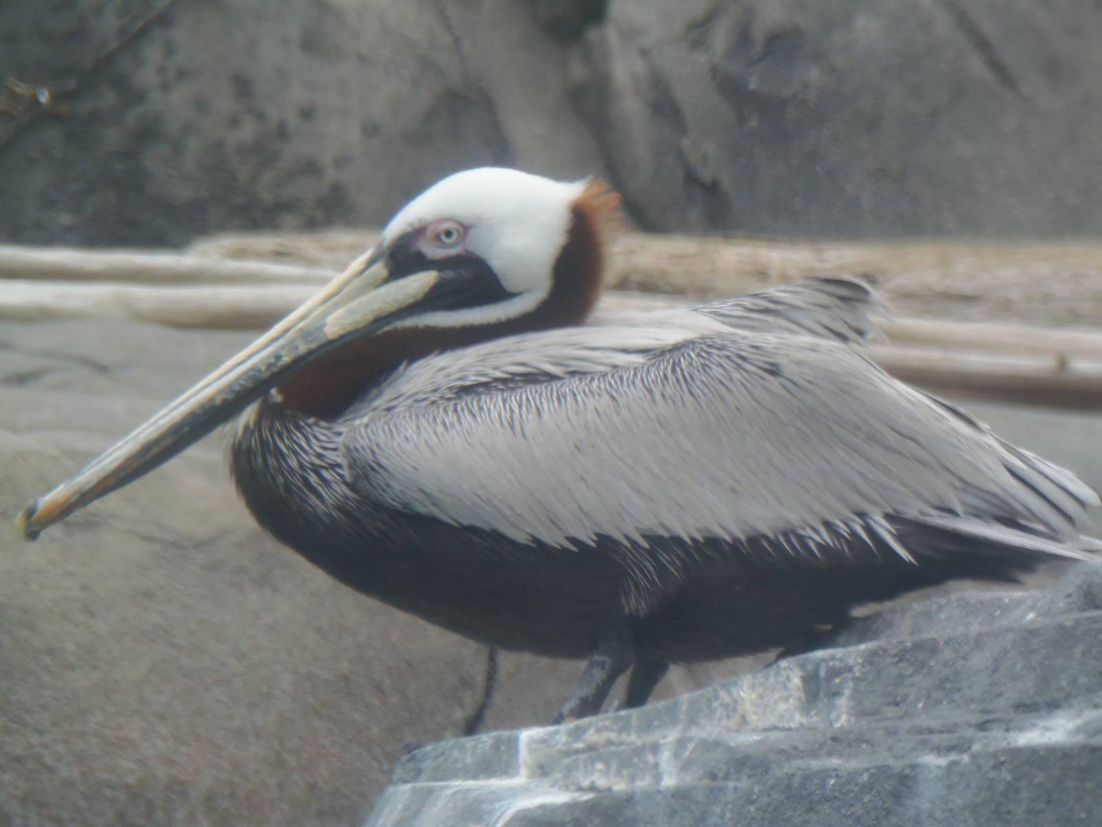 American Trail- Brown Pelican
