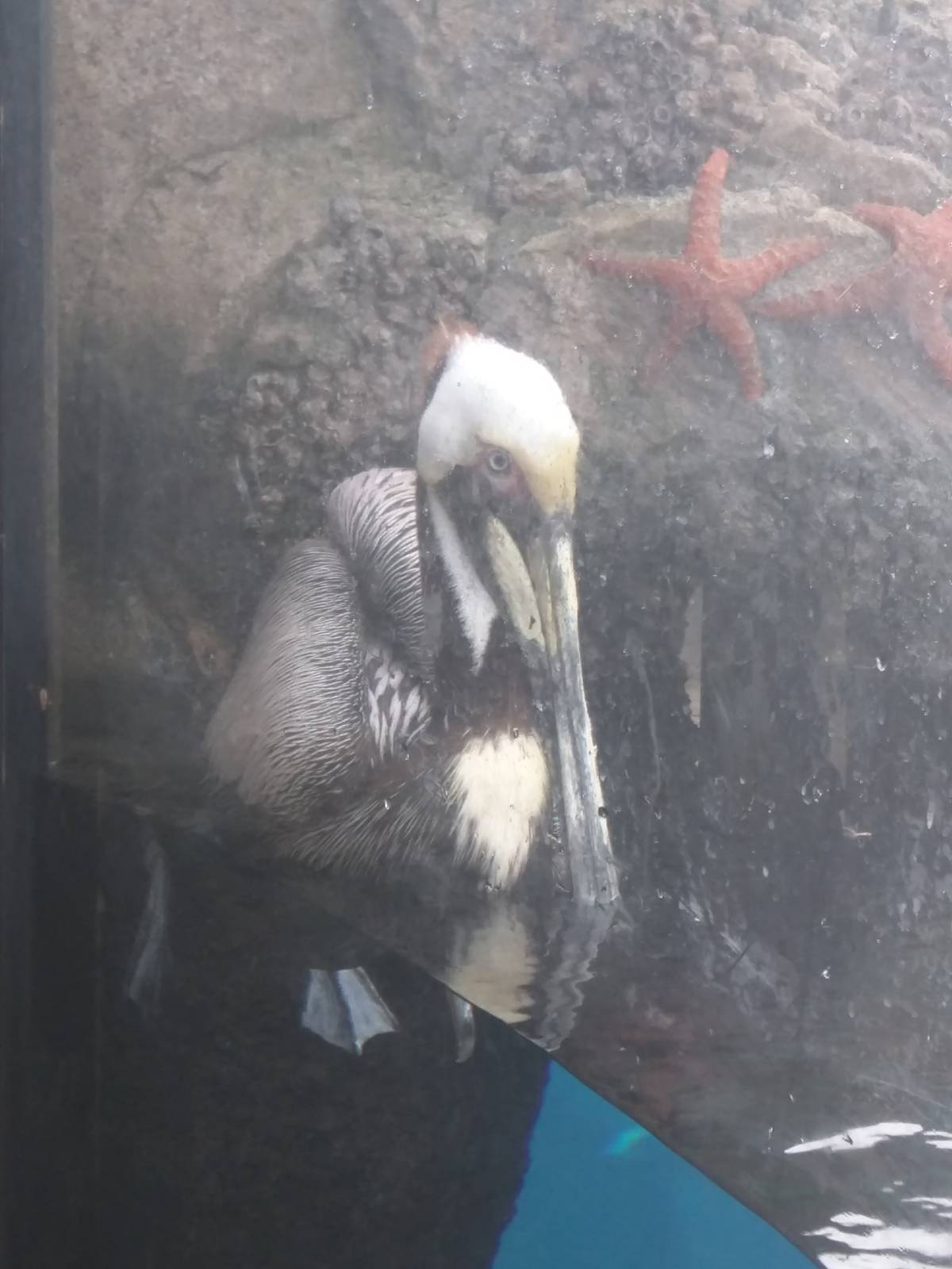 American Trail - Brown Pelican