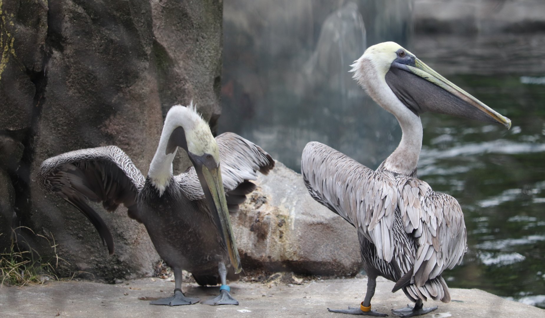 American Trail - Brown Pelican